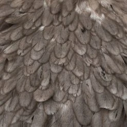 Nature's Spirit Whiting American Hen Saddles for Fly Tying | Premium Feathers & Hackle 32 Nature's Spirit Feathers & Hackle Whiting American Hen Saddles