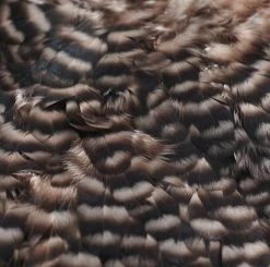 Nature's Spirit Whiting American Hen Saddles for Fly Tying | Premium Feathers & Hackle 25 Nature's Spirit Feathers & Hackle Whiting American Hen Saddles