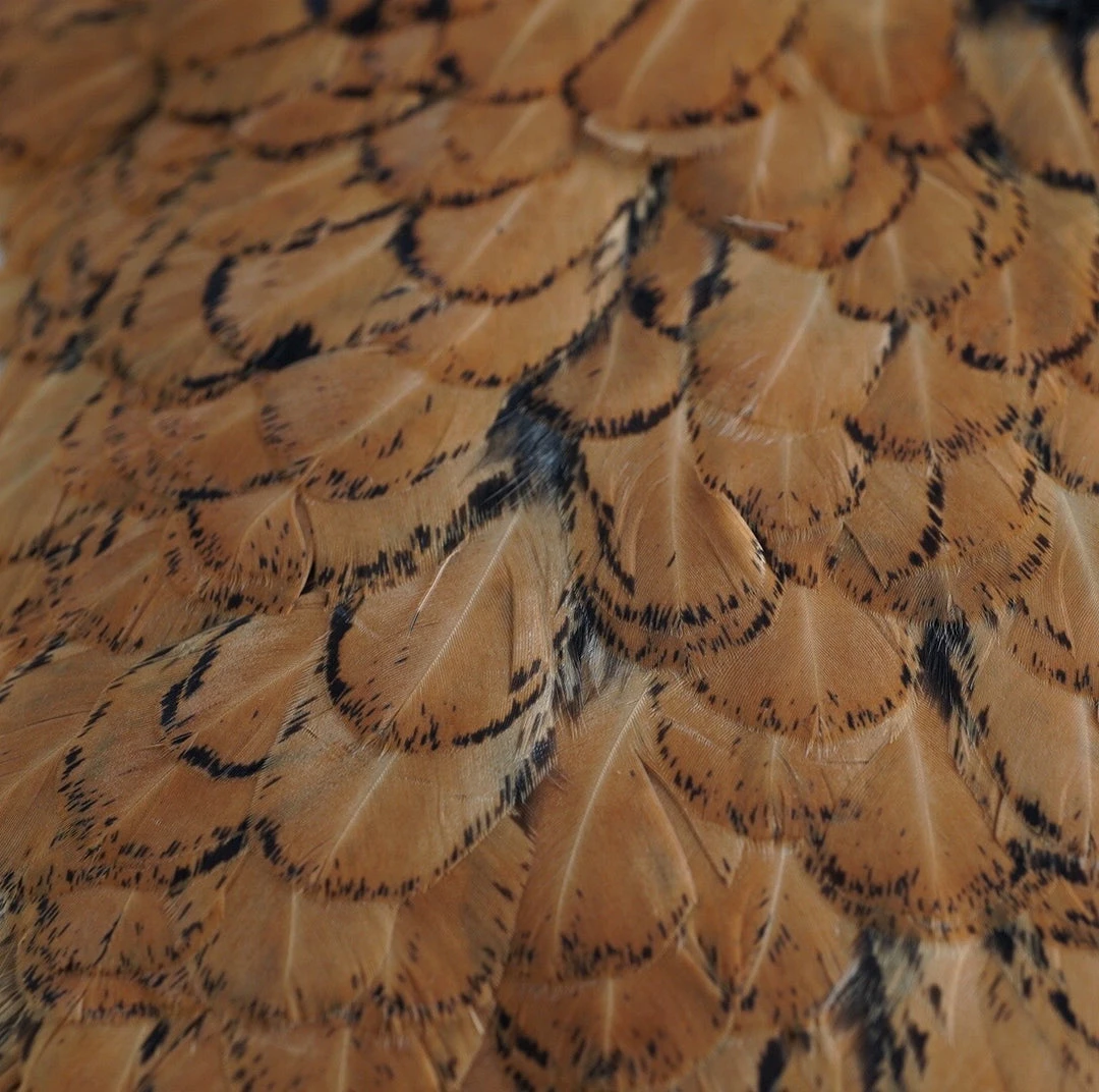 Nature's Spirit Whiting American Hen Saddles for Fly Tying | Premium Feathers & Hackle 10 Nature's Spirit Feathers & Hackle Whiting American Hen Saddles