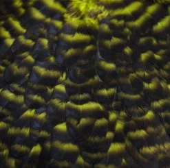 Nature's Spirit Whiting American Hen Saddles for Fly Tying | Premium Feathers & Hackle 27 Nature's Spirit Feathers & Hackle Whiting American Hen Saddles