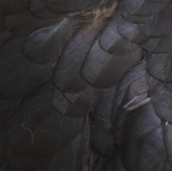 Nature's Spirit Whiting American Hen Saddles for Fly Tying | Premium Feathers & Hackle 29 Nature's Spirit Feathers & Hackle Whiting American Hen Saddles