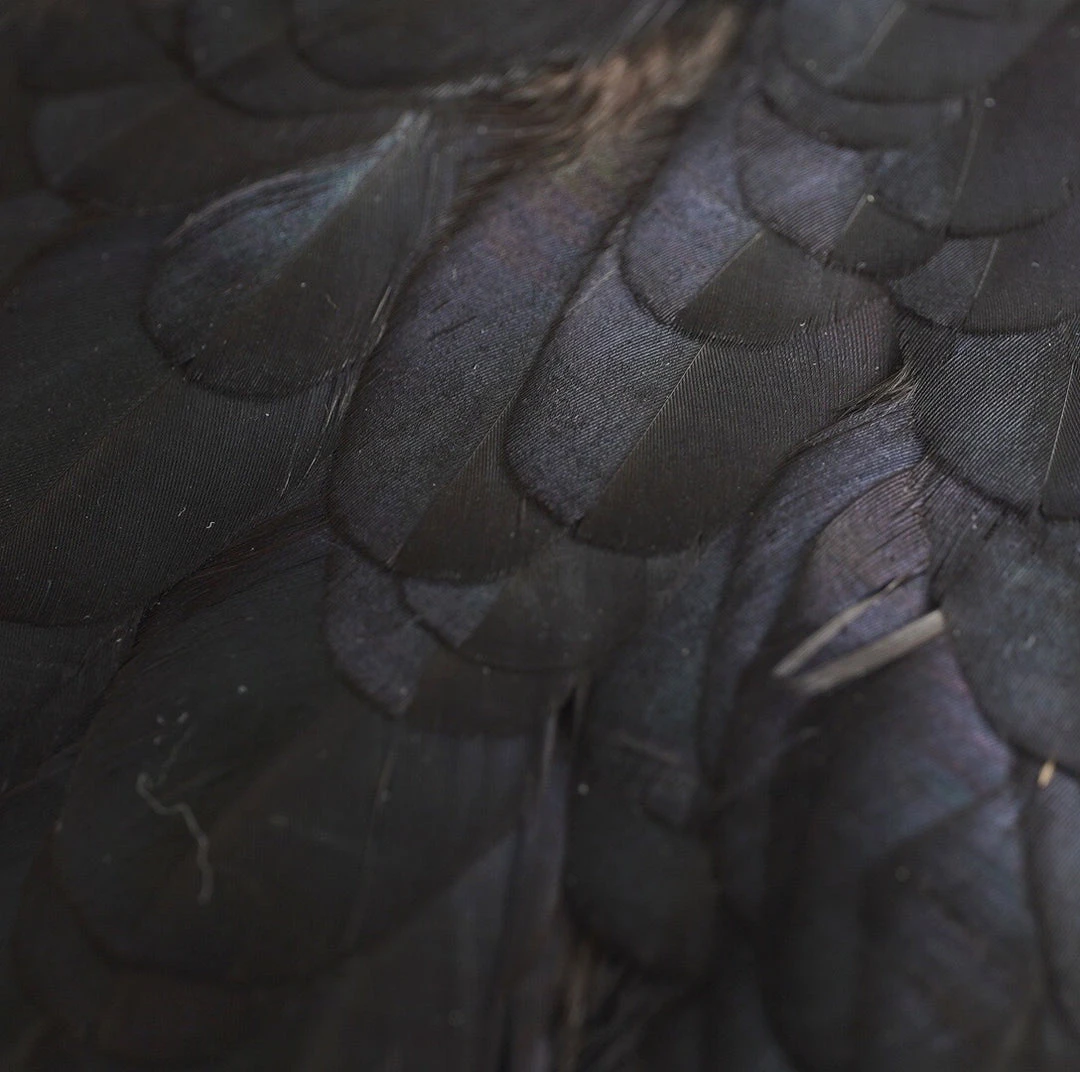 Nature's Spirit Whiting American Hen Saddles for Fly Tying | Premium Feathers & Hackle 11 Nature's Spirit Feathers & Hackle Whiting American Hen Saddles