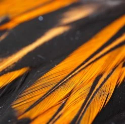 Nature's Spirit Feathers & Hackle Whiting American Rooster Saddles